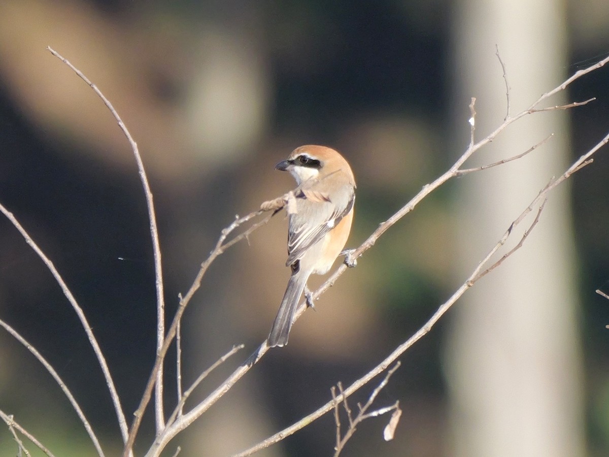 Bull-headed Shrike - ML646504584