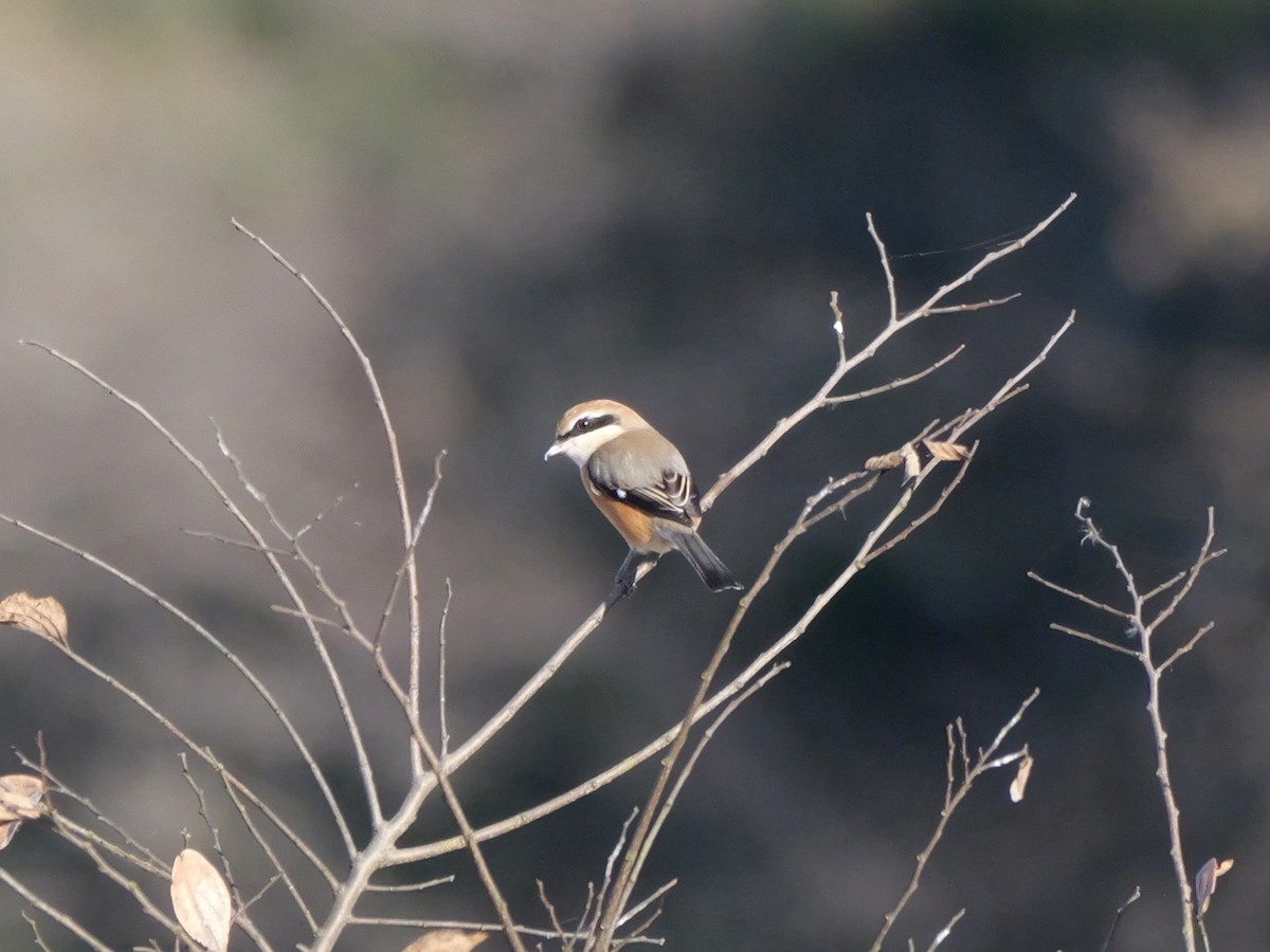 Bull-headed Shrike - ML646504585
