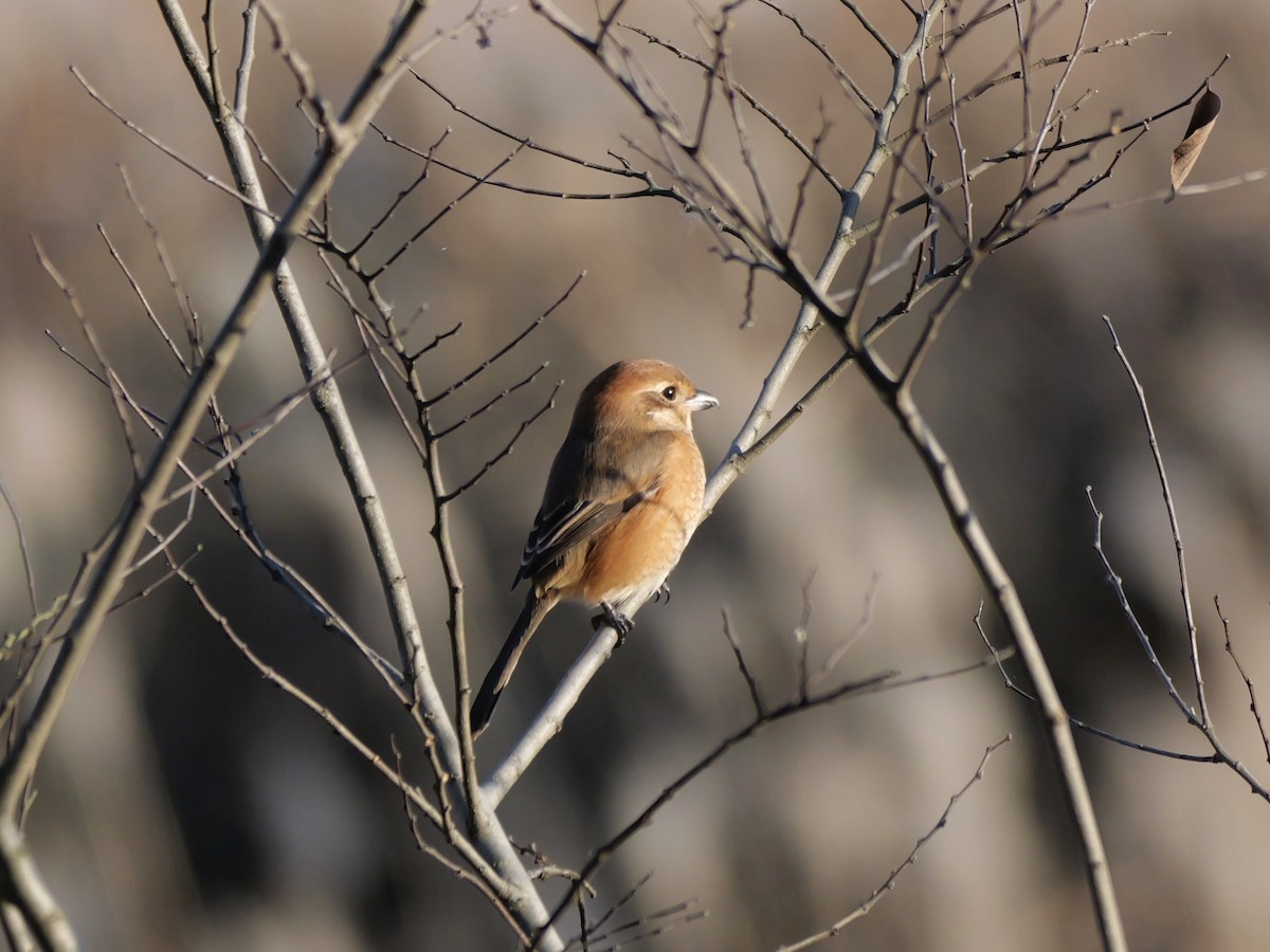 Bull-headed Shrike - ML646504586