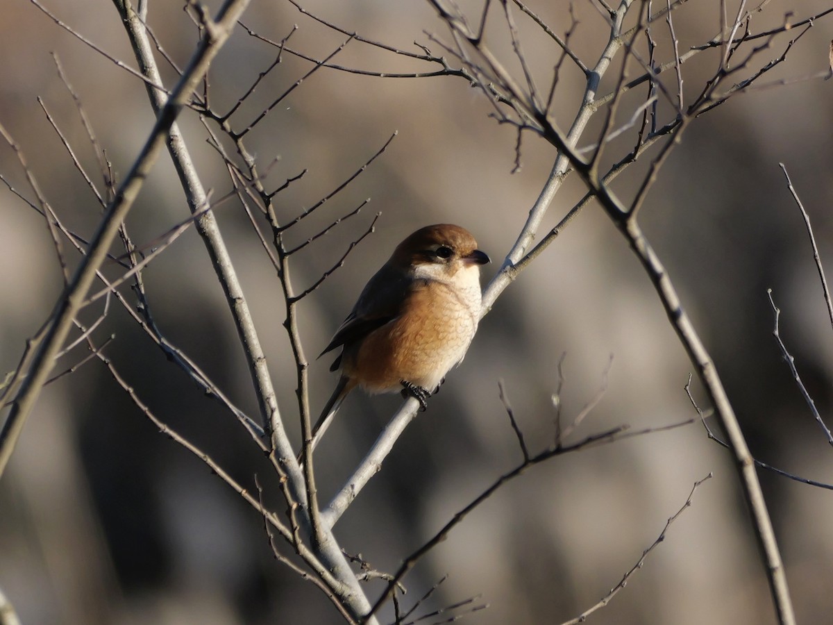 Bull-headed Shrike - ML646504587