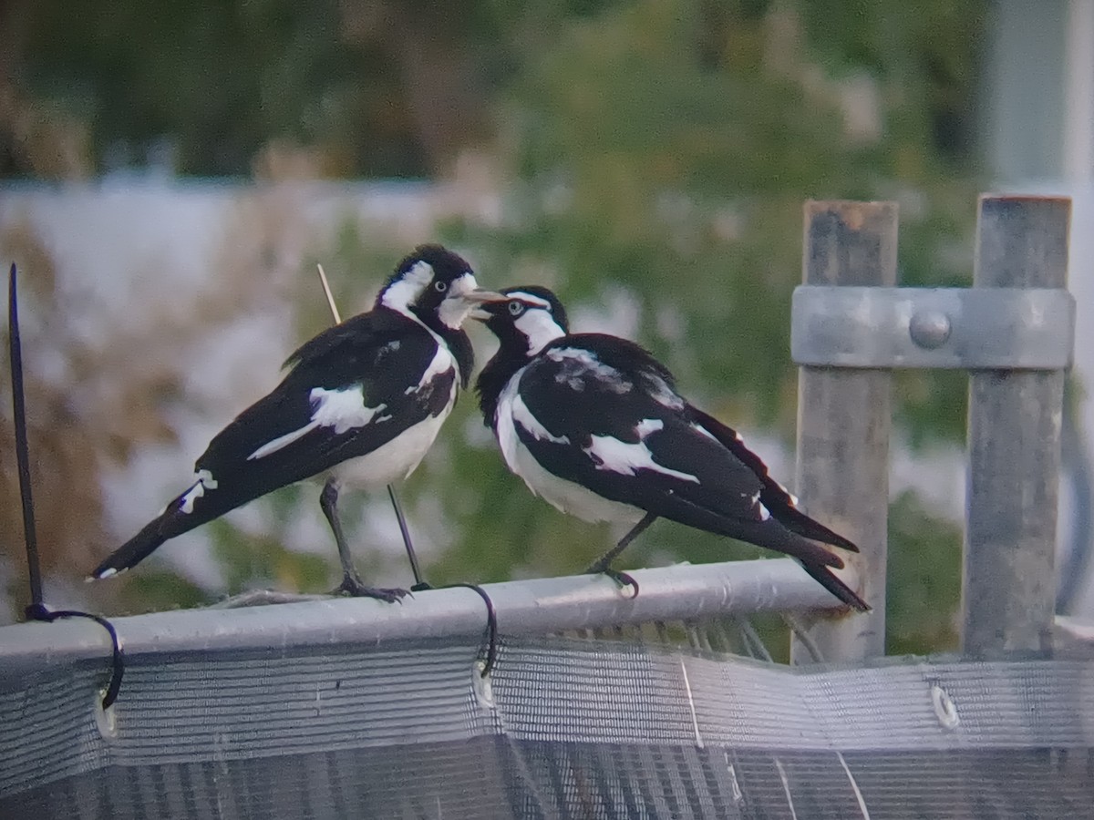 Gralline pie - ML646504588