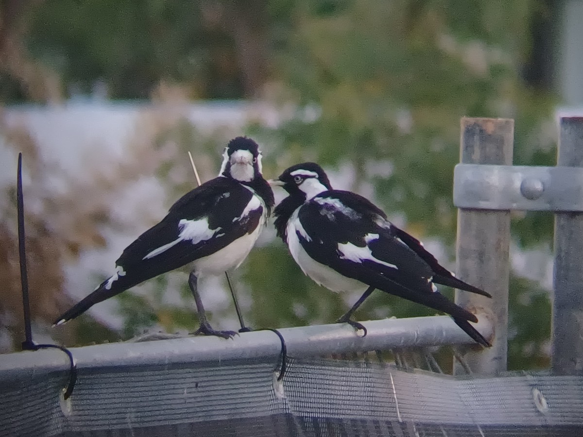 Gralline pie - ML646504589