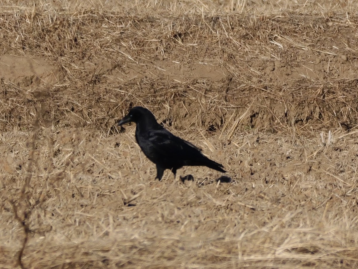 Carrion Crow - ML646504590
