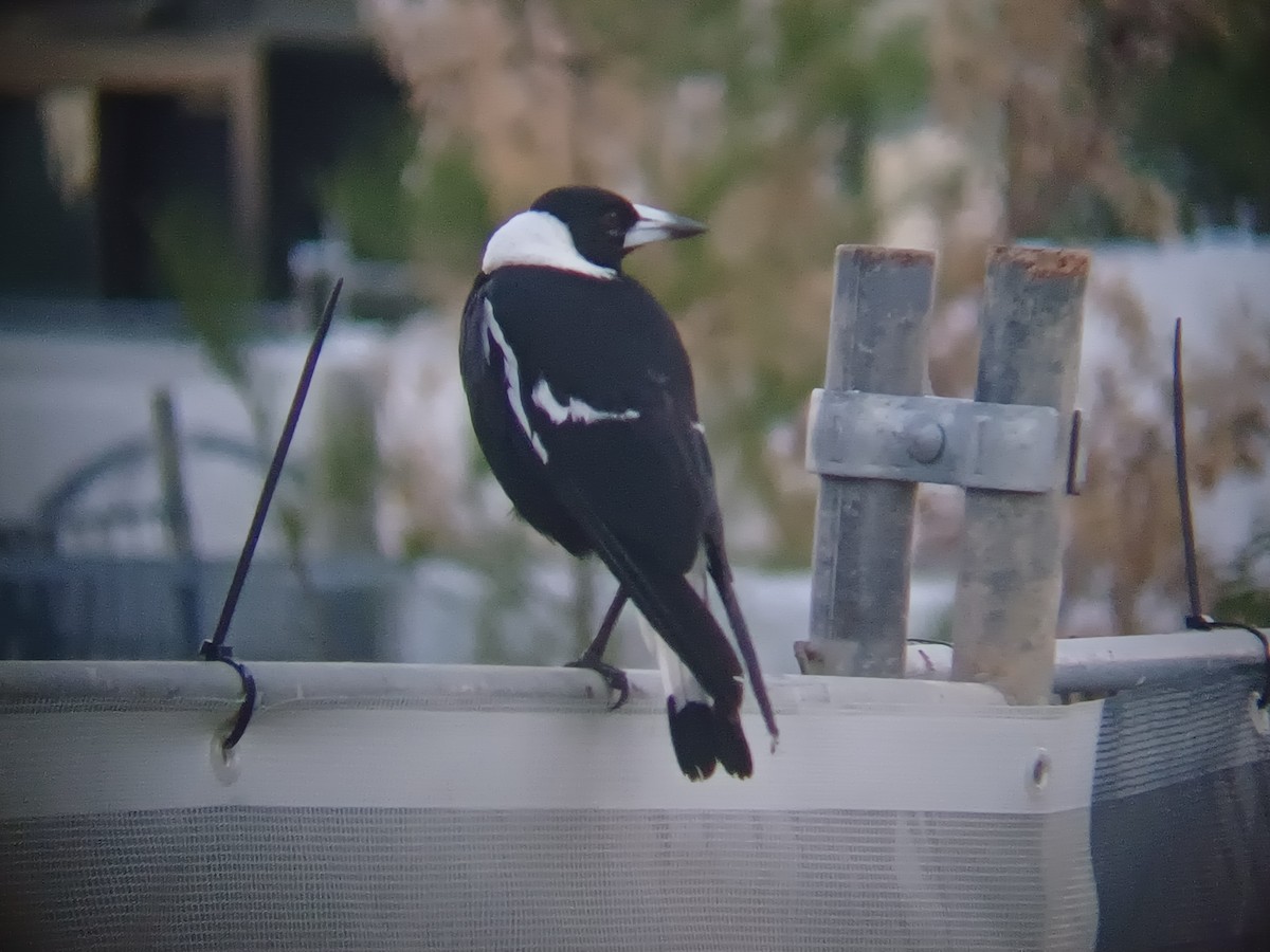 Cassican flûteur - ML646504591