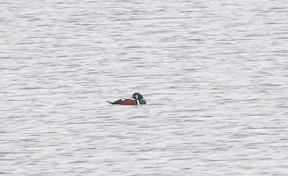 Harlequin Duck - ML646504594