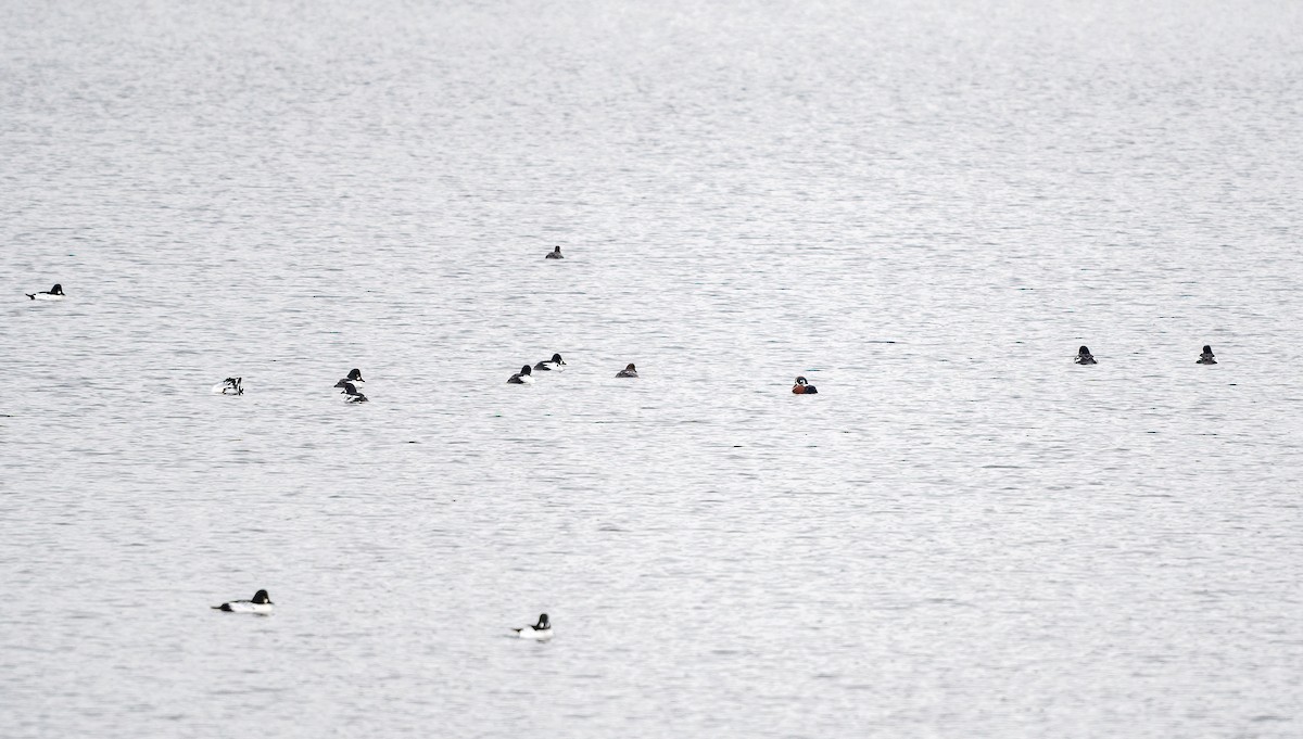 Common Goldeneye - ML646504602