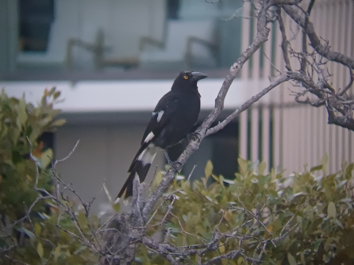 Grand Réveilleur - ML646504603