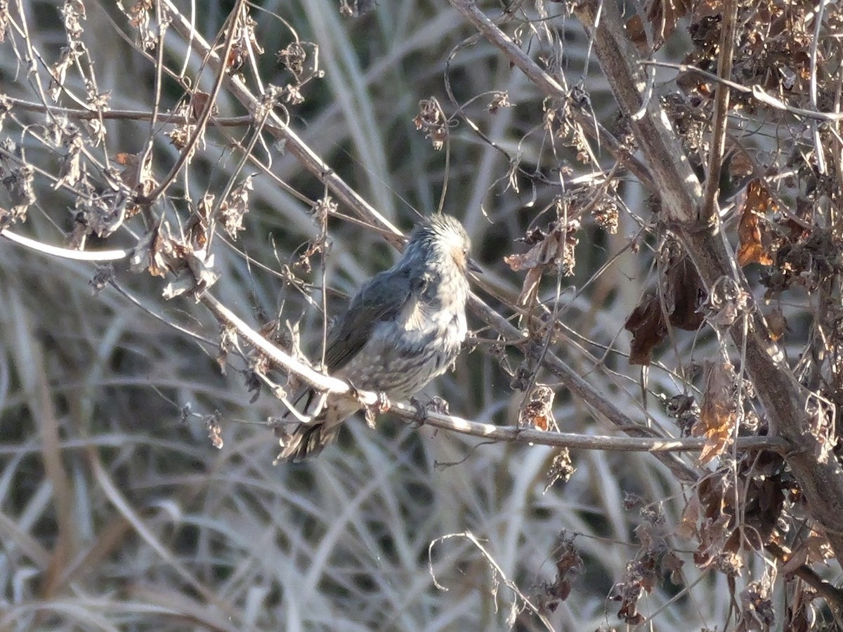 Brown-eared Bulbul - ML646504604