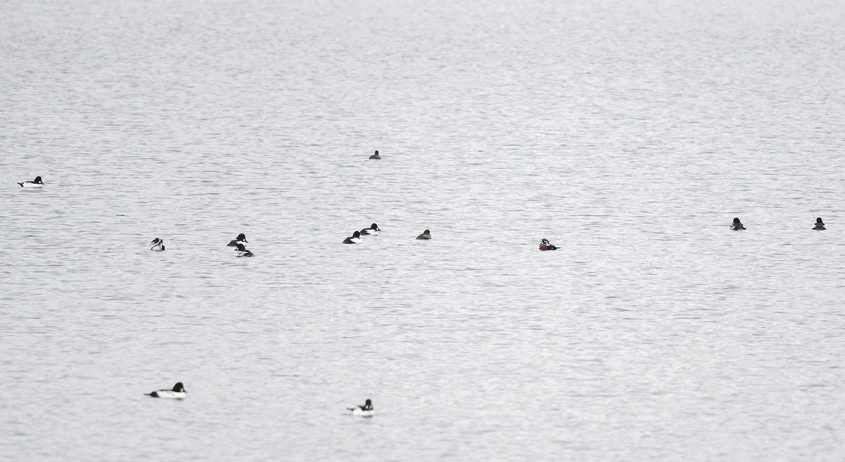 Common Goldeneye - ML646504605