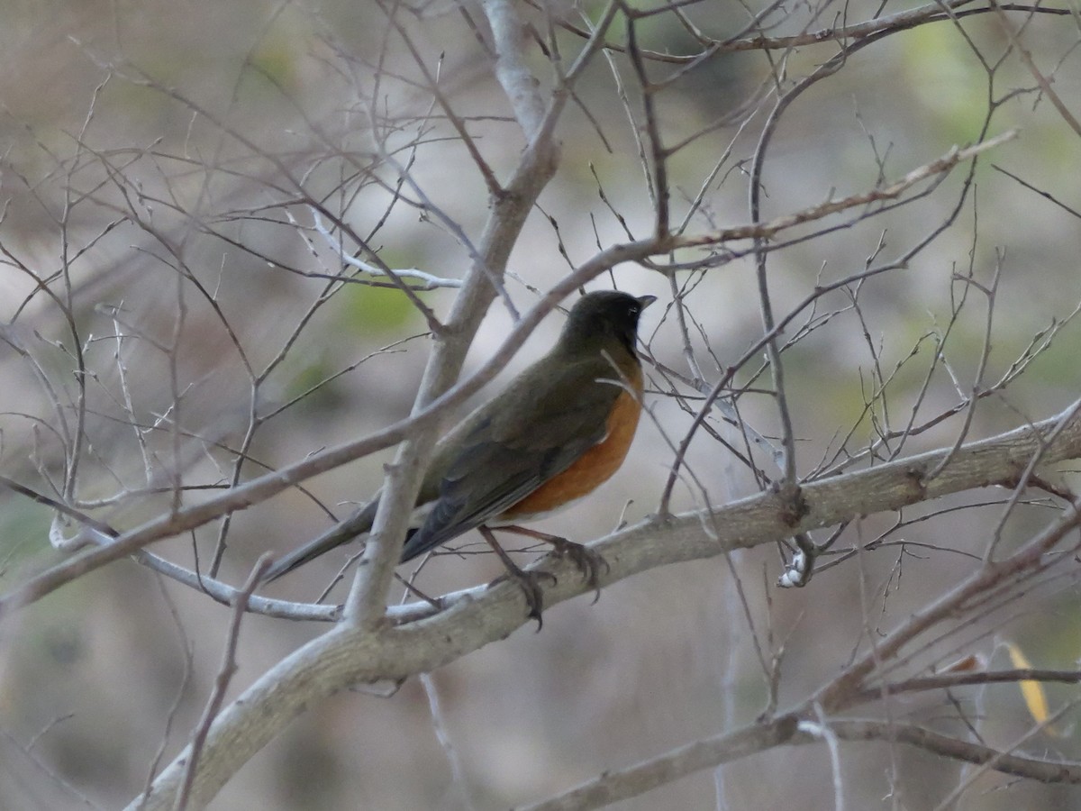 Brown-headed Thrush - ML646504607