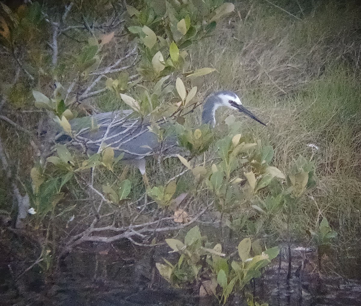 Aigrette à face blanche - ML646504608