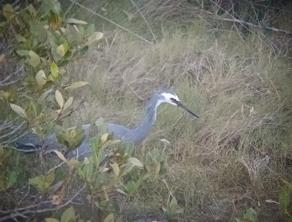 Aigrette à face blanche - ML646504609