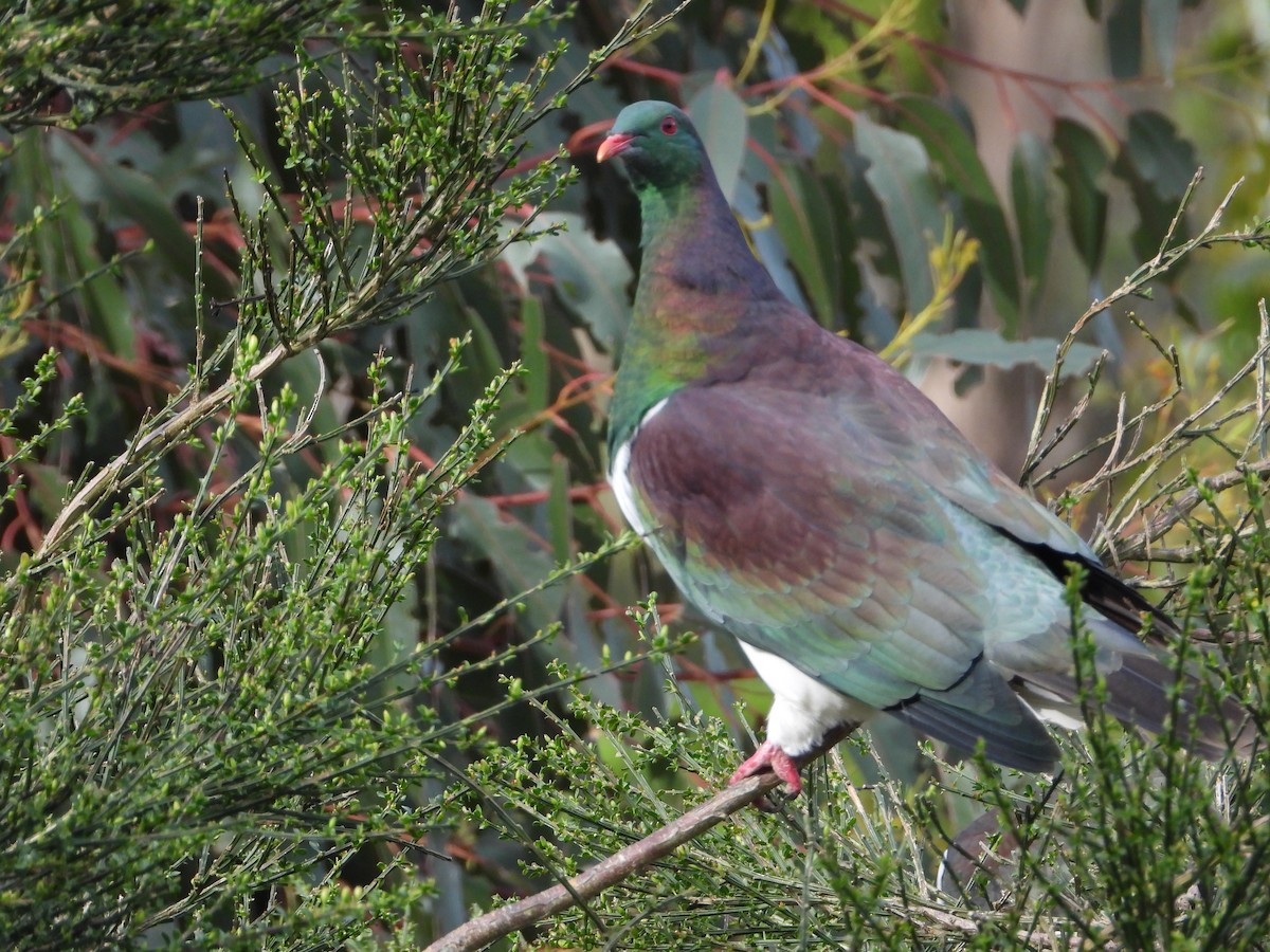 ニュージーランドバト - ML646504610