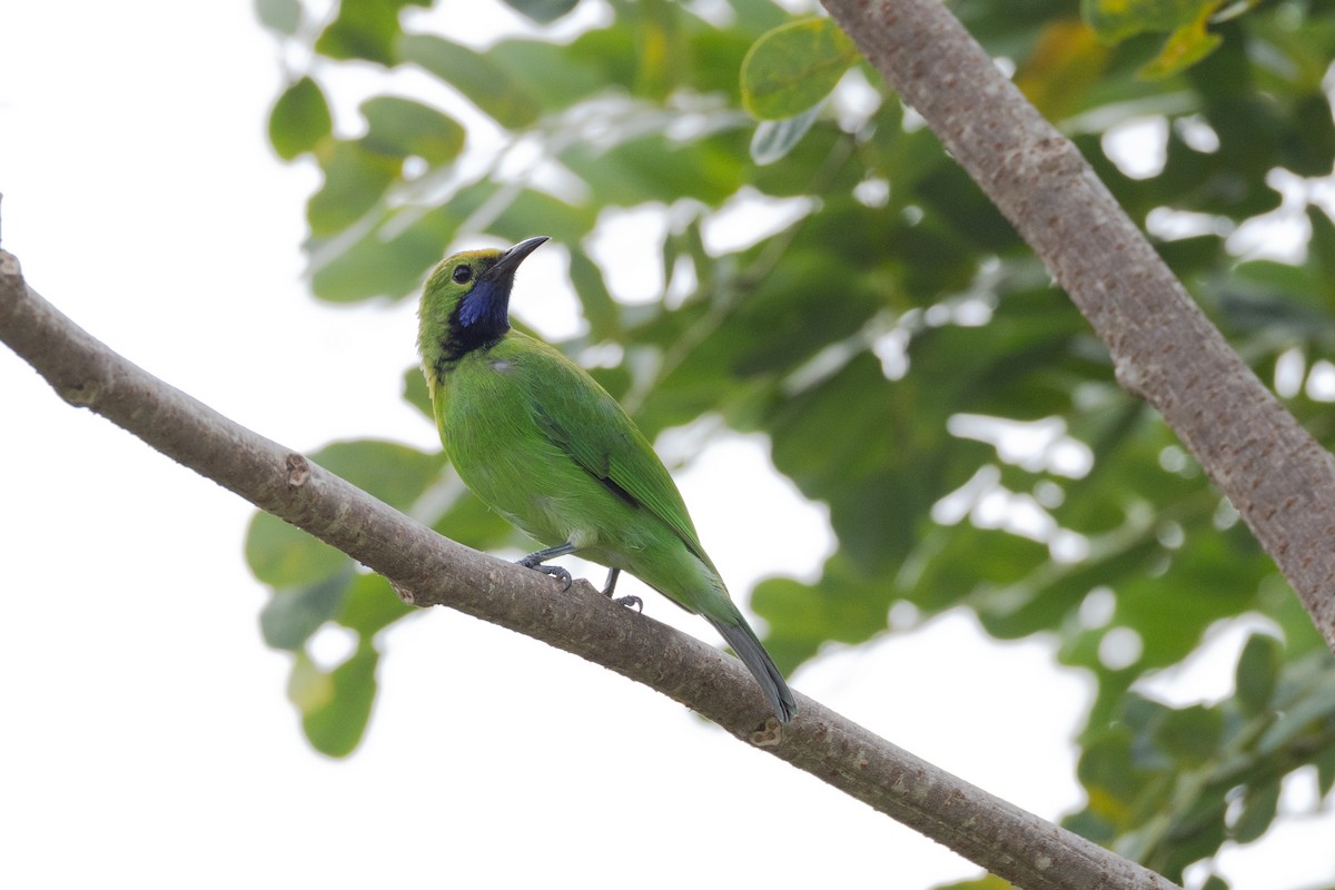 Golden-fronted Leafbird - ML646504613