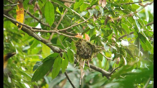 Western Black-headed Oriole - ML646504614