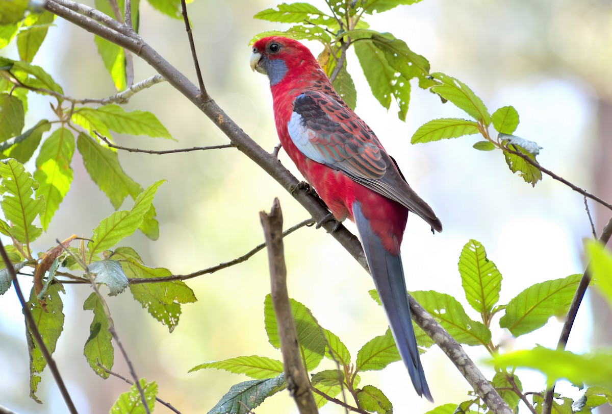 Perruche de Pennant (groupe elegans) - ML646504615
