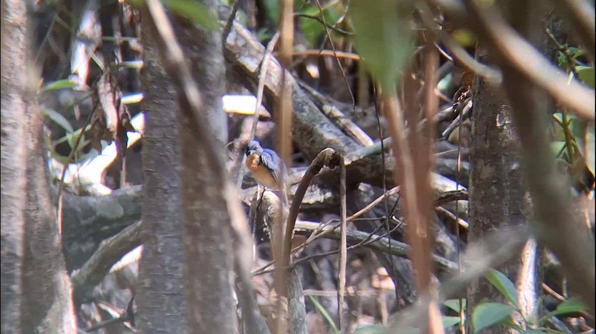 Mangrove Blue Flycatcher (Mangrove) - ML646504616