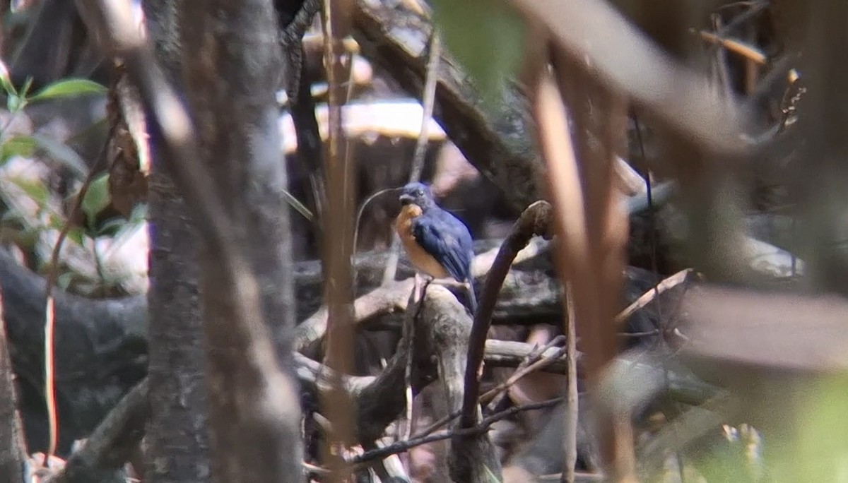 Mangrove Blue Flycatcher (Mangrove) - ML646504617