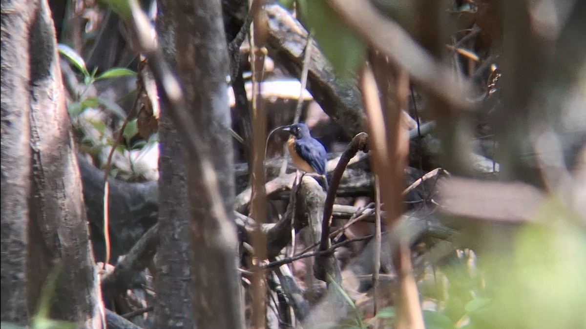 Mangrove Blue Flycatcher (Mangrove) - ML646504618