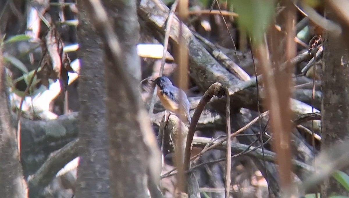 Mangrove Blue Flycatcher (Mangrove) - ML646504619