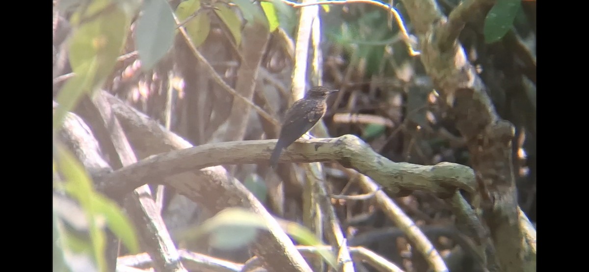 Mangrove Blue Flycatcher (Mangrove) - ML646504620