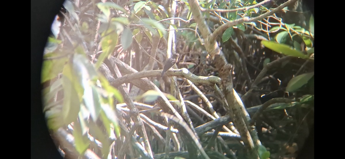Mangrove Blue Flycatcher (Mangrove) - ML646504621