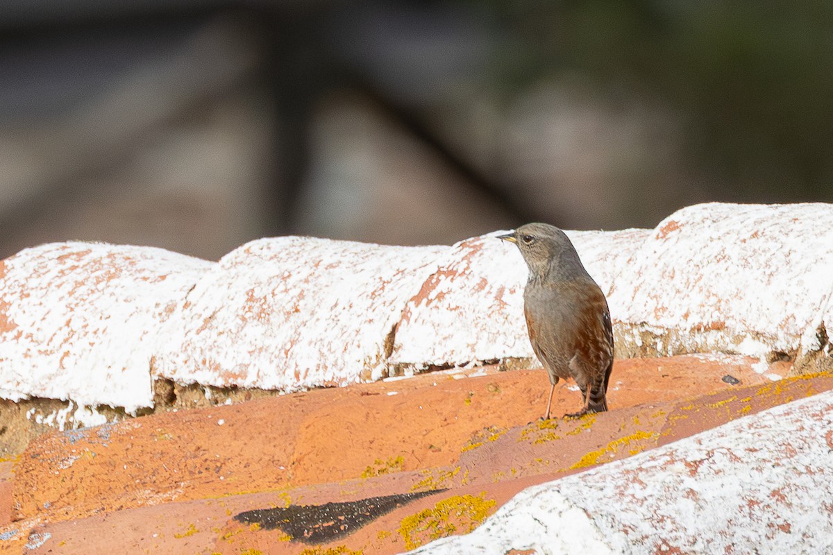 pěvuška podhorní - ML646504622