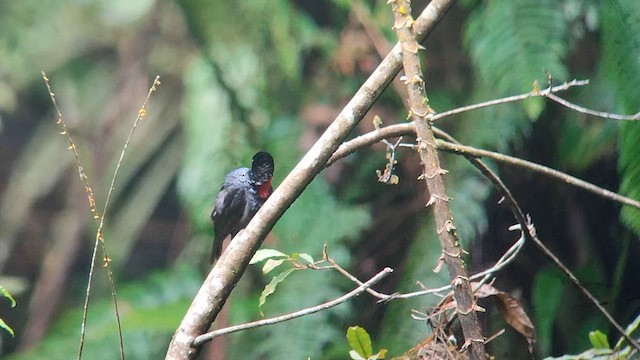 Blue-billed Malimbe - ML646504623