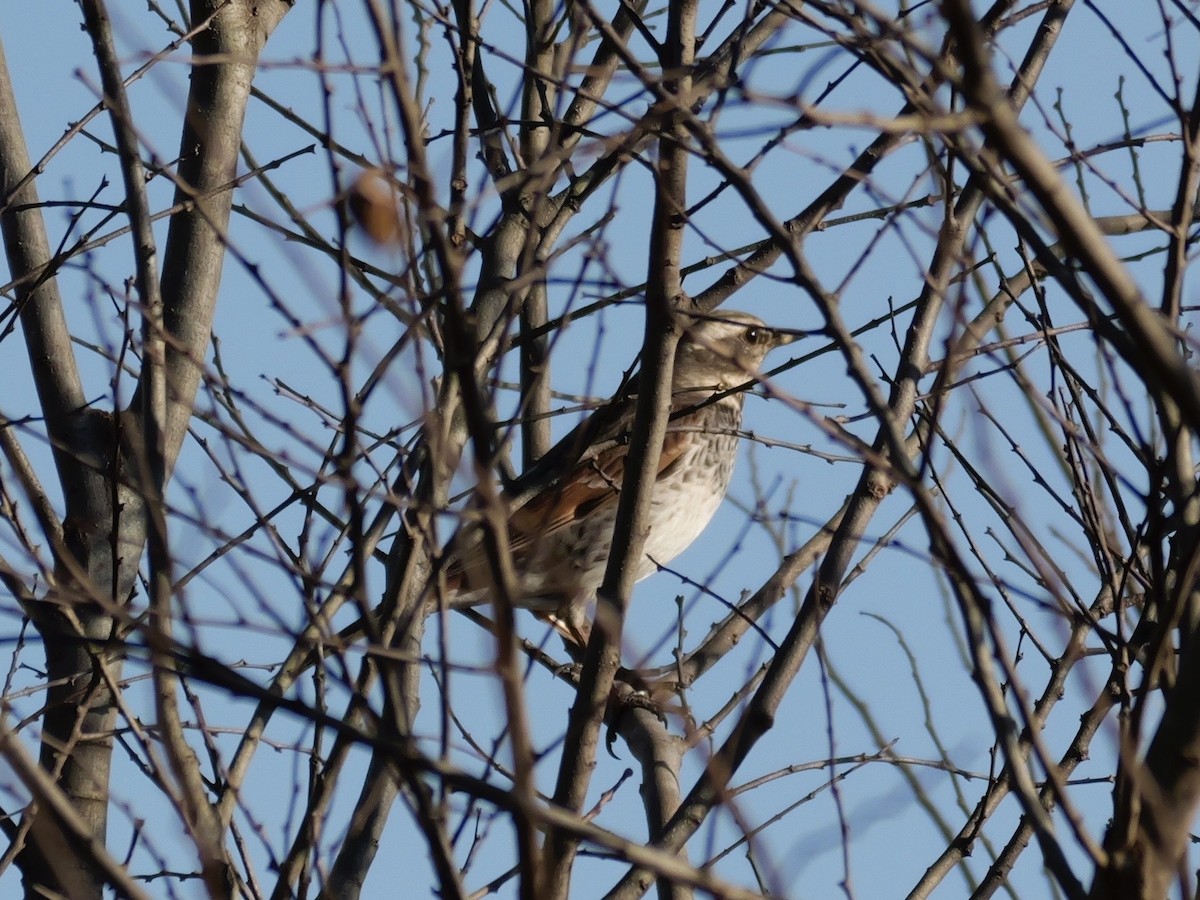 Dusky Thrush - ML646504624