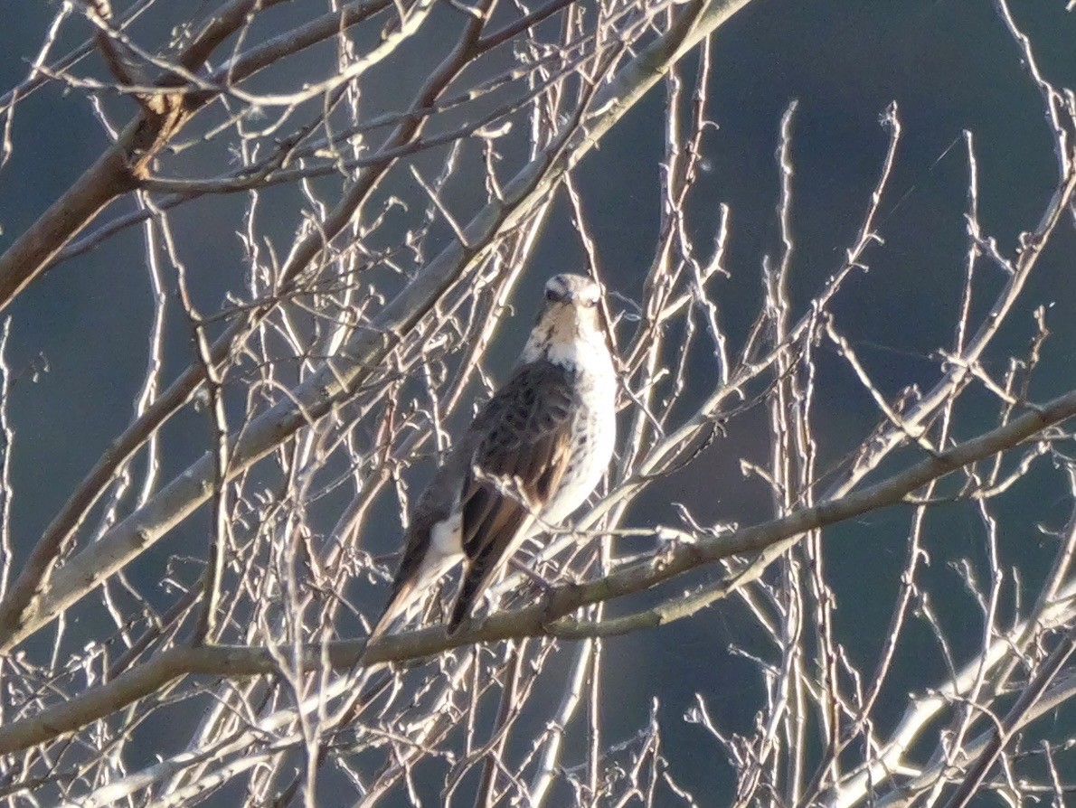 Dusky Thrush - ML646504625