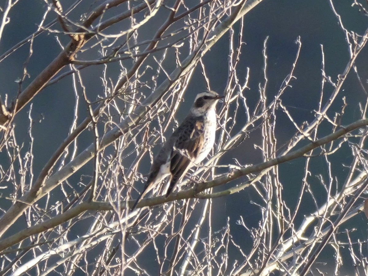 Dusky Thrush - ML646504627