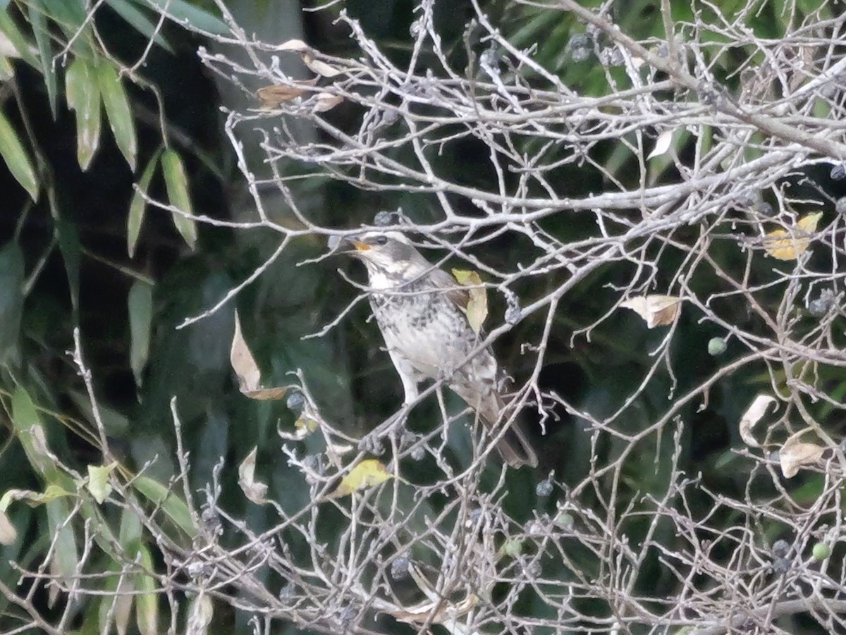 Dusky Thrush - ML646504628