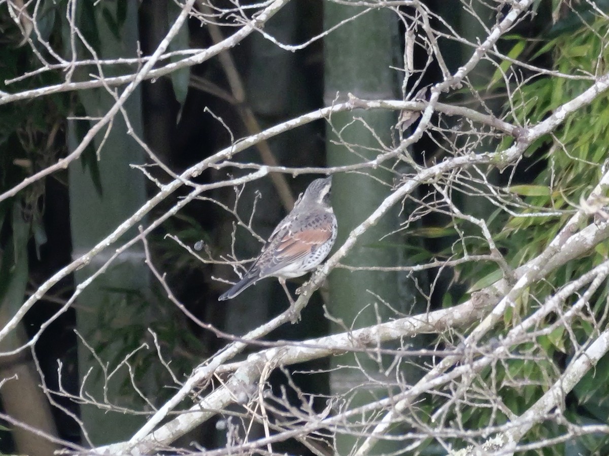 Dusky Thrush - ML646504629