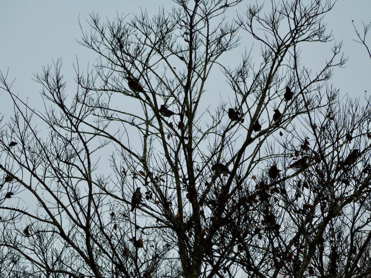 Dusky Thrush - ML646504630