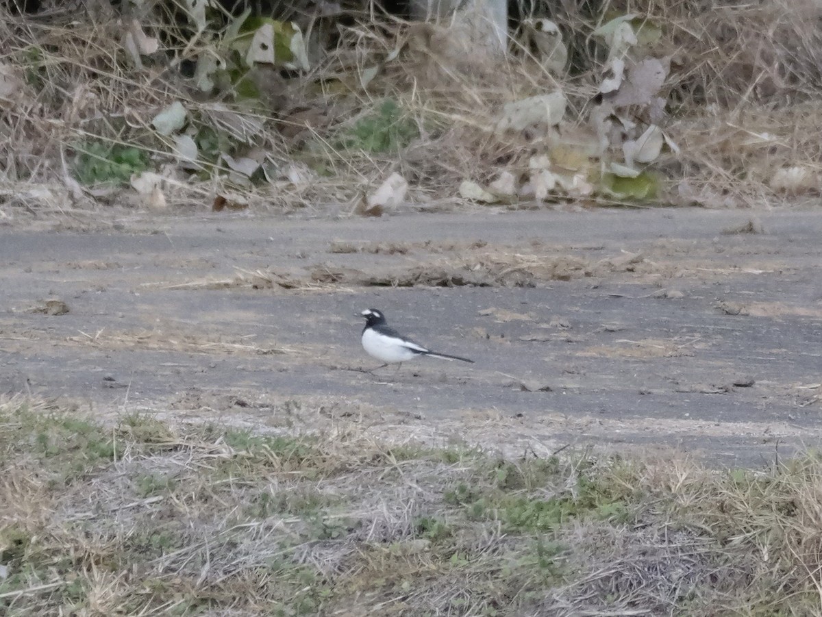 Japanese Wagtail - ML646504632