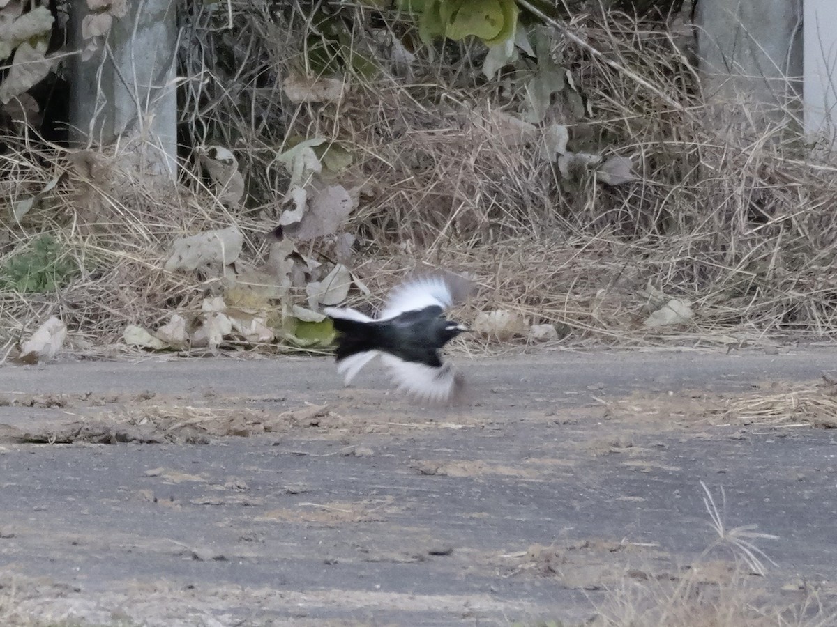 Japanese Wagtail - ML646504633