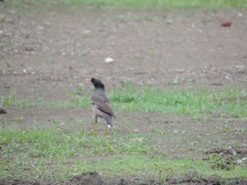 Jungle Myna - ML646504634
