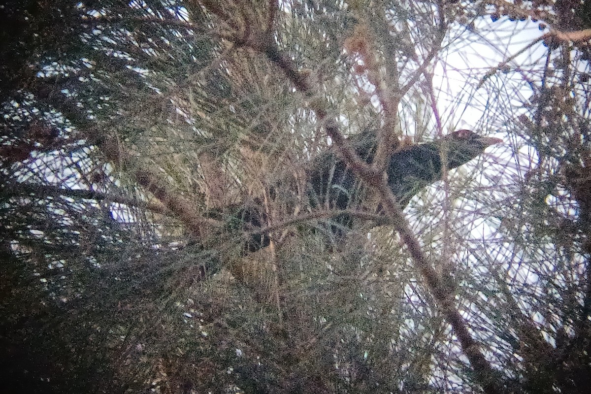 Coucou bleuté - ML646504636