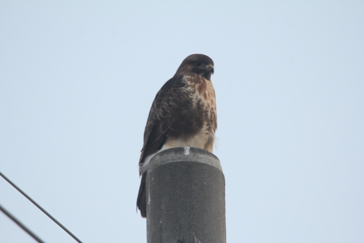 Eastern Buzzard - ML646504639