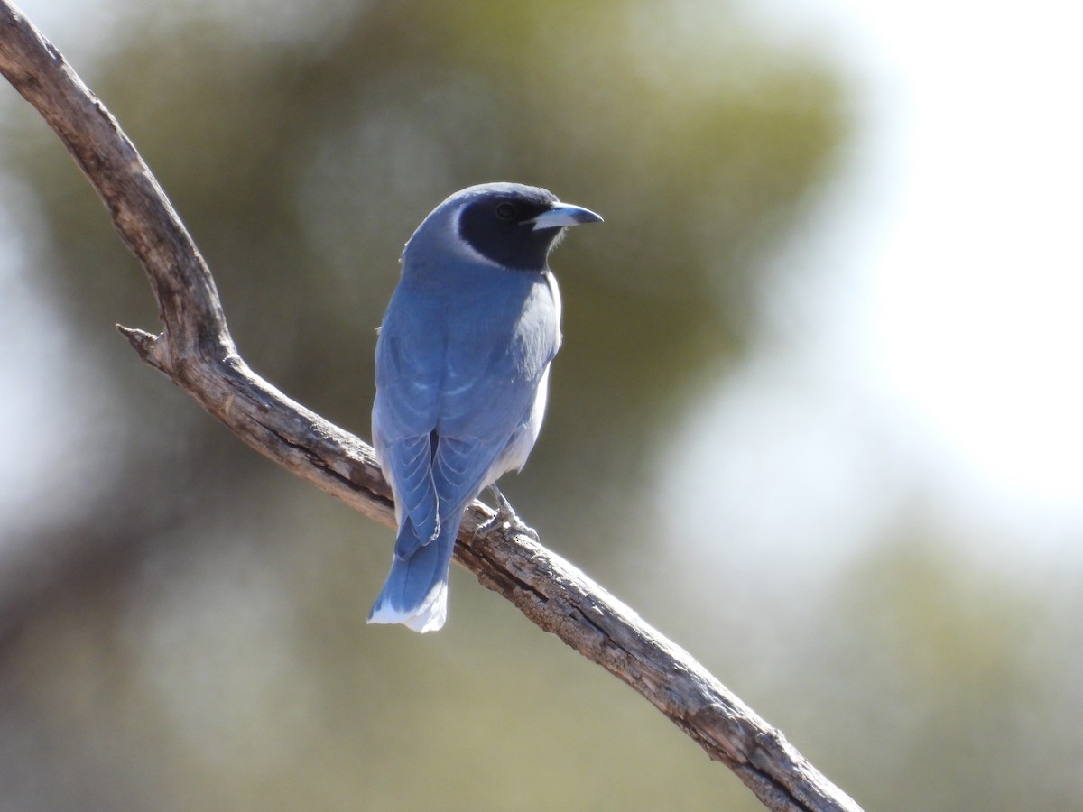 Masked Woodswallow - ML646504642