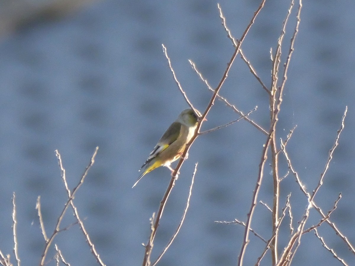 Oriental Greenfinch - ML646504643