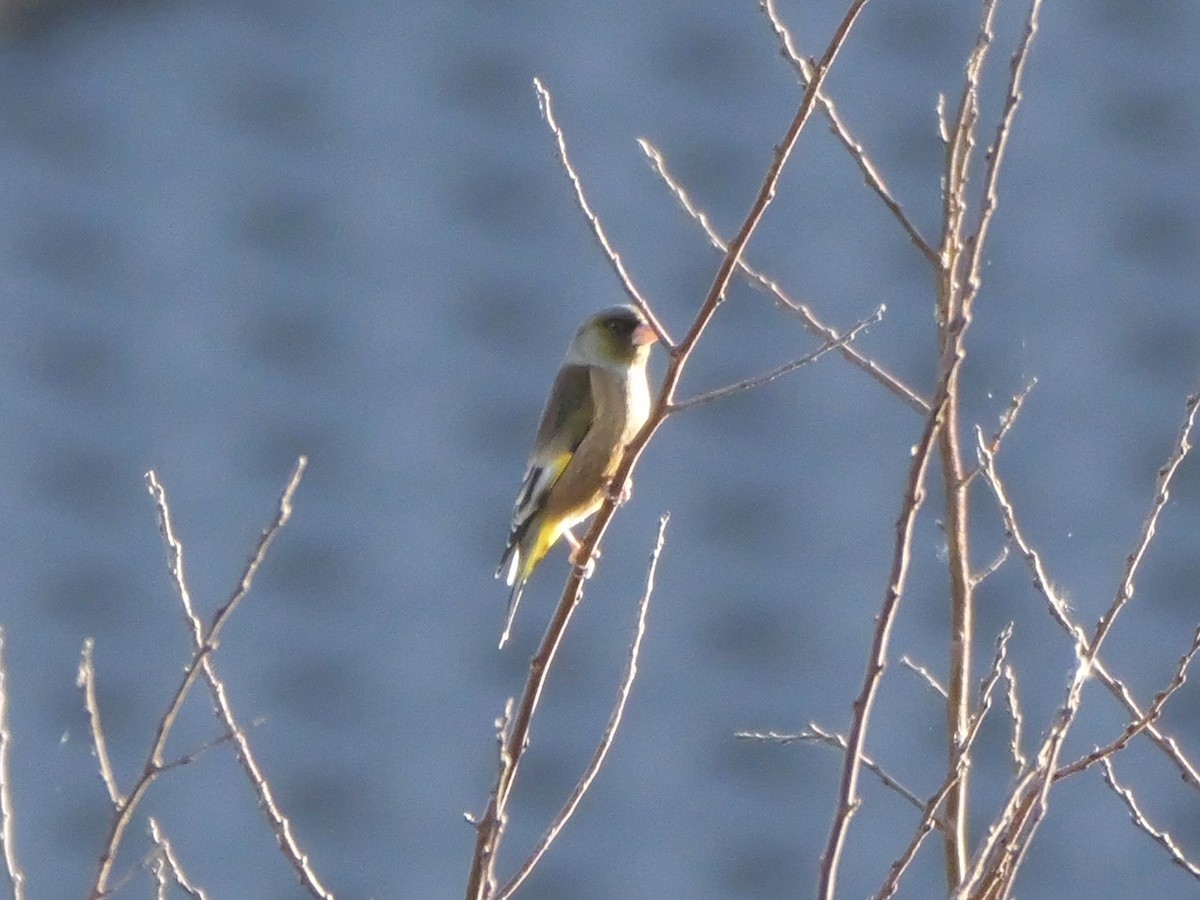 Oriental Greenfinch - ML646504644