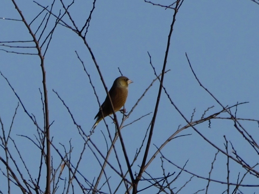Oriental Greenfinch - ML646504645