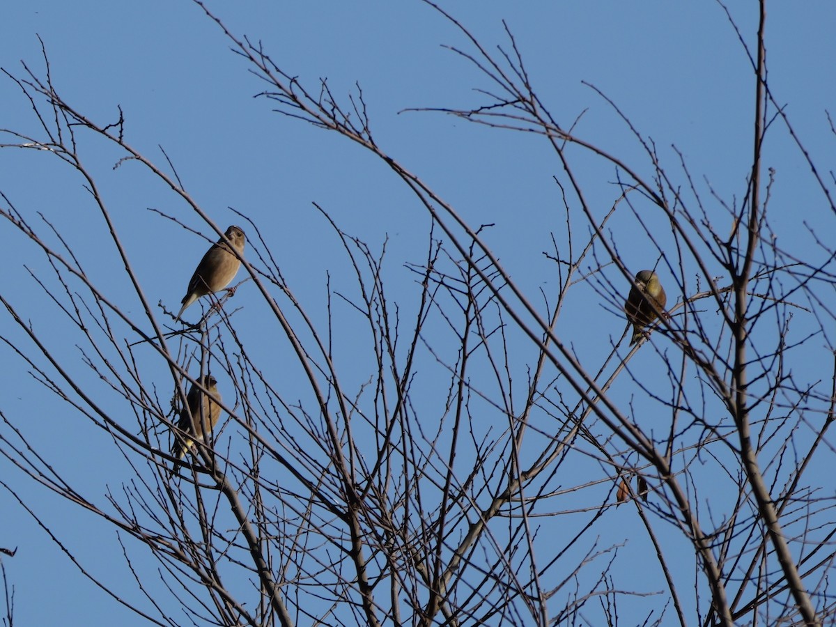 Oriental Greenfinch - ML646504646
