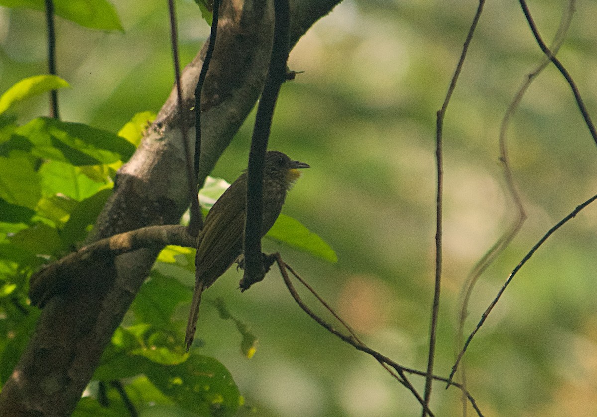 Western Bearded-Greenbul - ML646504647