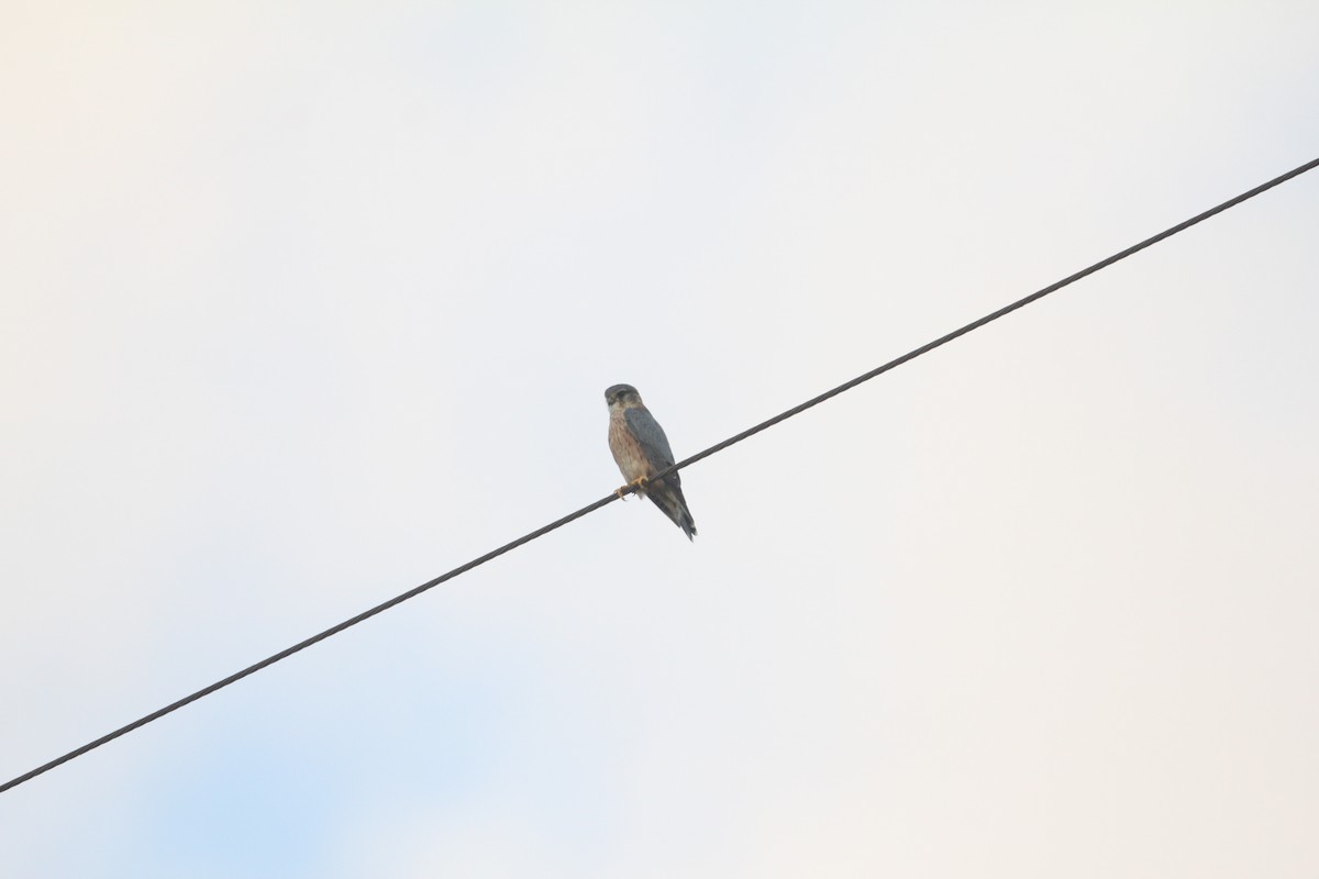 Merlin - ML646504648