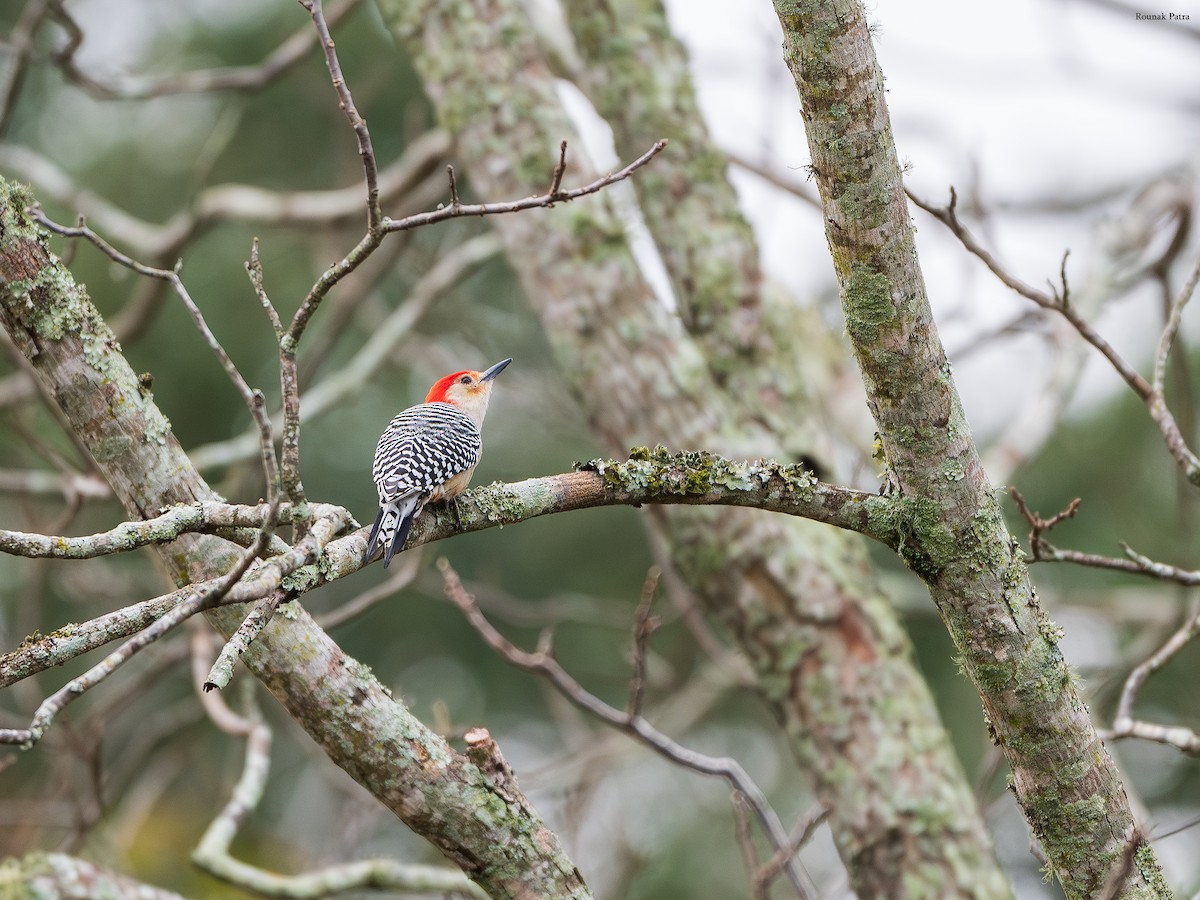 Red-bellied Woodpecker - ML646504649