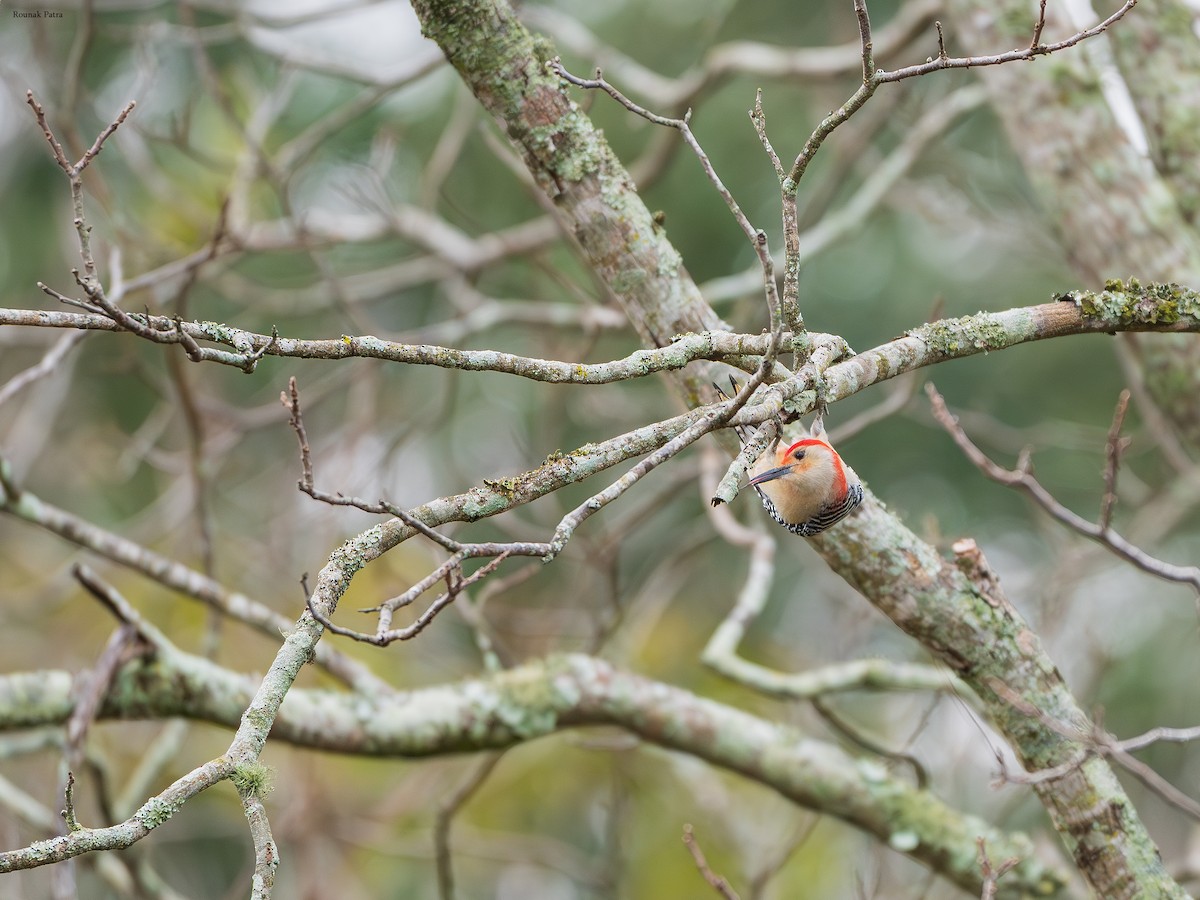 Red-bellied Woodpecker - ML646504650
