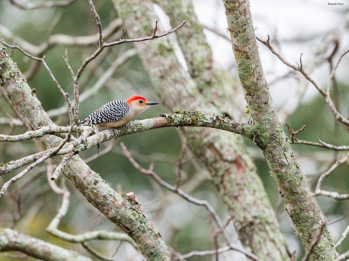Red-bellied Woodpecker - ML646504651
