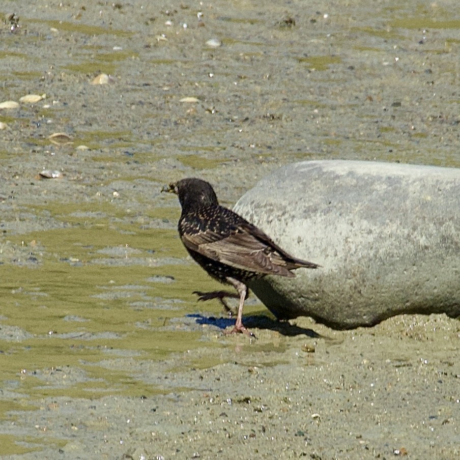 Arabazozo pikarta - ML646504652